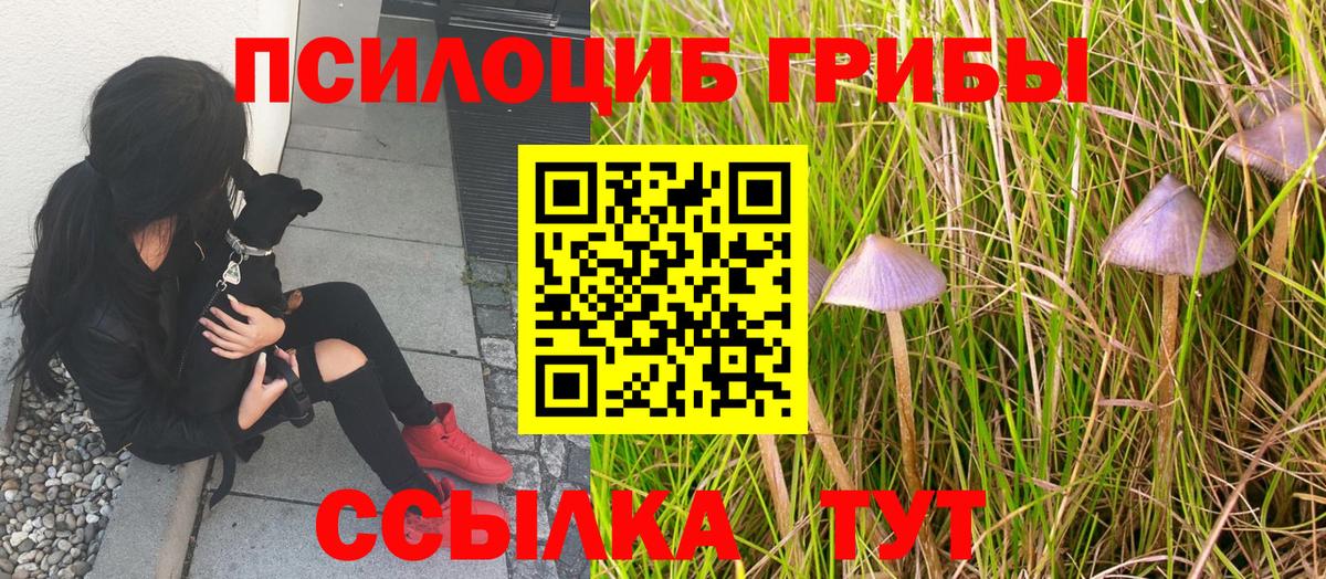 Галлюциногенные грибы Cubensis  Вход с VPN  Карталы  Галлюциногенные грибы Psilocybe 